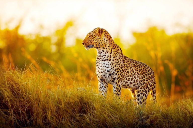 🦁🏝️ KRUGER SAFARI & MOZAMBIQUE BEACH EXTENSION 🌴