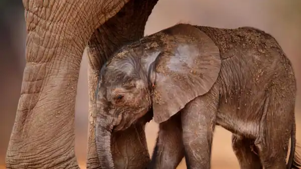 Kruger Safari & the Garden Route