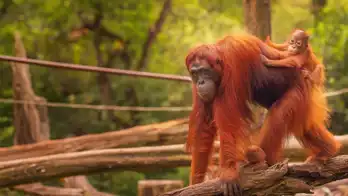 Borneo’s Orangutans & Rainforest Adventure