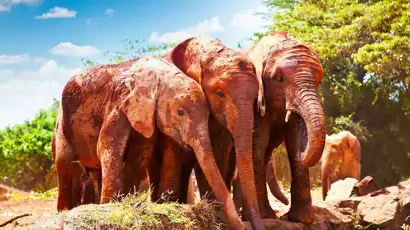 Cape Town, the Garden Route & Big Five Safari