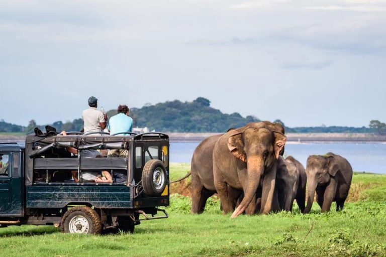 WILD SRI LANKA 2027 & 2028: Discover the Untouched Beauty