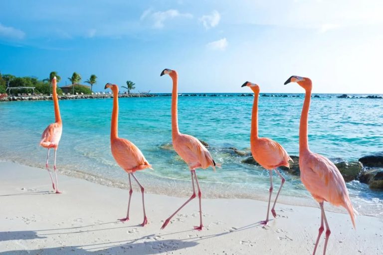 🌴☀️ Feb 2028: 2 Weeks in the Caribbean + Bonus Port Aruba! 🇦🇼🔥