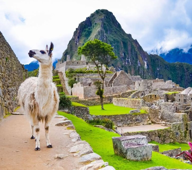🦙🇵🇪 SPRING KNOCKOUT DEAL 🇵🇪🦙